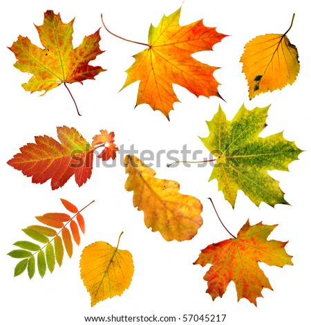 Collection set of  beautiful colourful autumn leaves isolated on white background