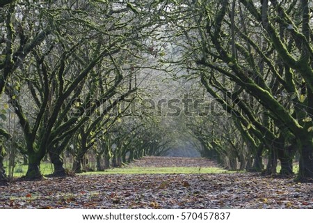 A Center Point of View of a Grove of Mature, Moss Covered, Hazel Nut Trees with Leaves and Grass on the Ground Late Winter, Soft Focus, Hazy Atmosphere, Daytime - Willamette Valley, Oregon (HDR Image)
