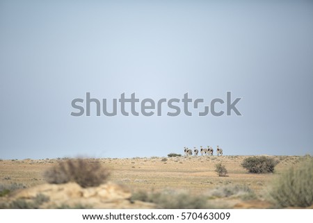 Hartmann's Mountain Zebra on the plains