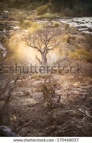 Golden Spray illuminates a Baobab Royalty-Free Stock Photo #570468037