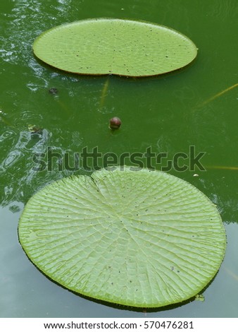 
Victoria is a genus of water-lilies, in the plant family Nymphaeaceae, Amazona Brazil
