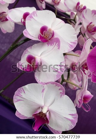 Closeup selected focus multi color beautiful tropical orchid flower as flora in the garden. 