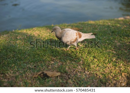 pigeon beside the lake at park in thailand