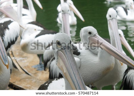 Portrait of cute white australian pelican in a lake