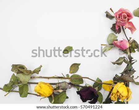 dry roses picture frame