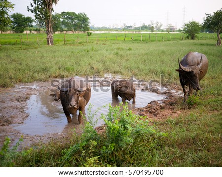 Three buffalo in a mud pond, countryside view