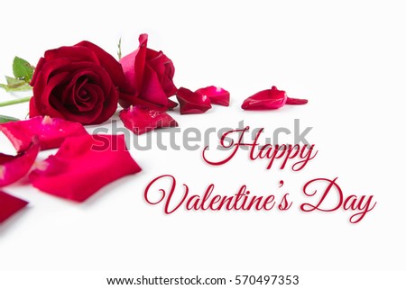 Red roses with petals and greetings on white background. Image of Valentines day.