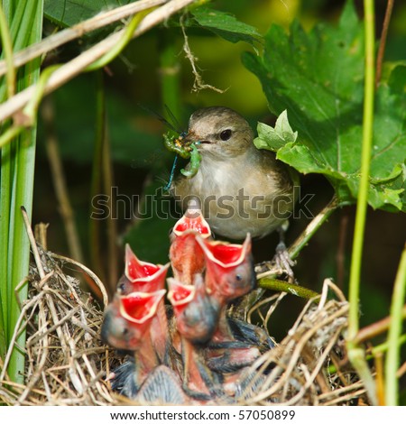 Garden Warbler (Sylvia borin) by a nest with baby bird. Royalty-Free Stock Photo #57050899