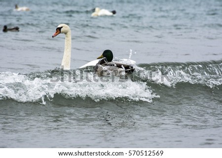 Swan and drake