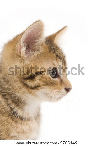 Profile image of a tabby kitten looking to the right an a white background