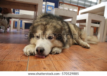 Grey Siberian sleepy with his tongue