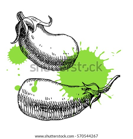 Hand drawn aubergine/eggplant. Can be used for vegan products, brochures, banner, restaurant menu, farmers market and organic food store