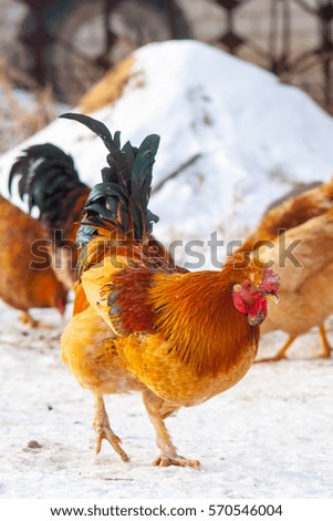 Beautiful  adult chicken in the henhouse among roosters and hens animal farm 