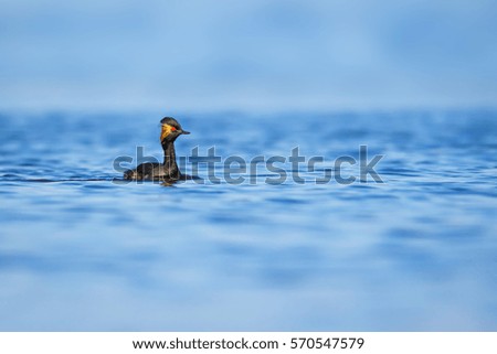 Black necked Grebe / Podiceps nigricollis
blue lake background