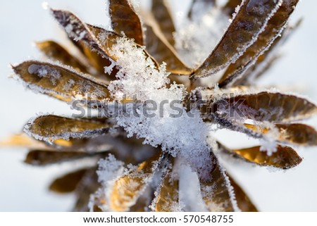 Dried lupine covered with snow