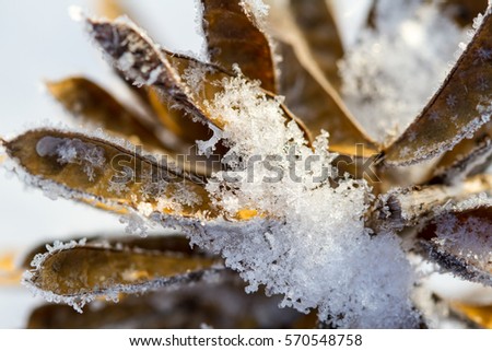Dried lupine covered with snow