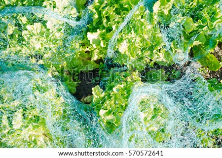 Fresh green lettuce under a turquoise protection net on a sunny vegetable garden ground.  Vitamins healthy biological homegrown spring organic - stock image