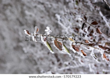 yellow tree branches in the bush  covered in snow