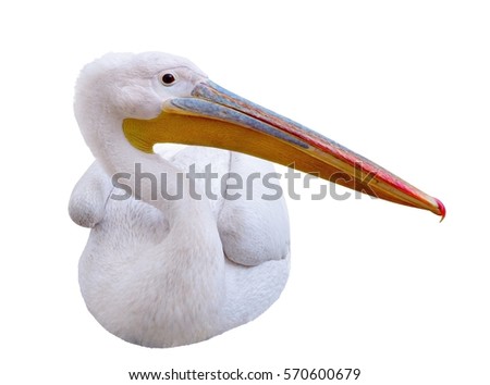  Pelican sitting sideways looks in the picture. Isolated over white background