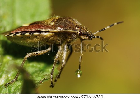  Macro side view of Caucasian berry hairy bug with a drop of liquid on a striped antennae and long legs nettle sitting on a green leaf Lamium album                              
