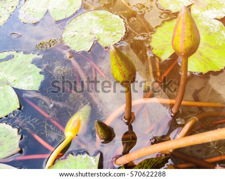 Beautiful  lotus flower in a tub about to blooming in morning, represent signed of love, The symbol of goodness, Valentine day
