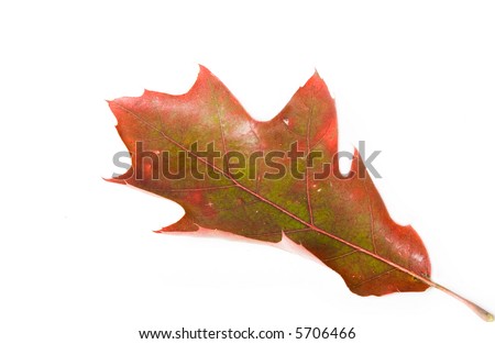 Oak leave isolated on white background