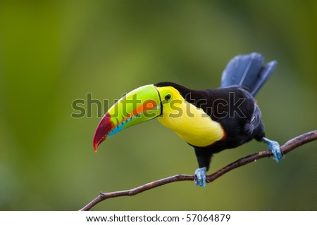 Keel Billed Toucan, from Central America.
