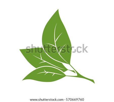 Green branch with leaves. Isolated object. Eco.
