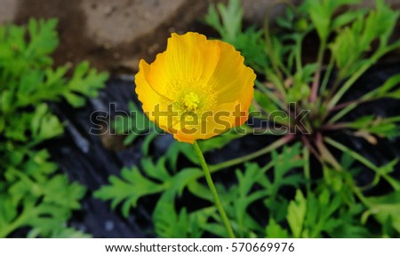 Yellow poppy