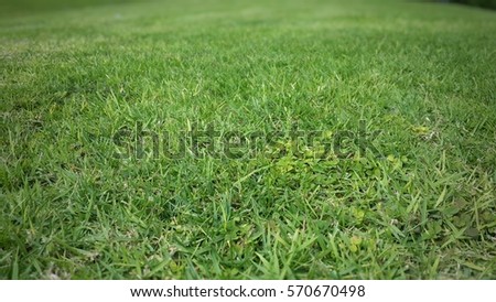 Green grass floor, Green grass texture or background
