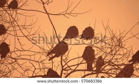 sunset nature crows flock of birds sitting on the tree winter cold