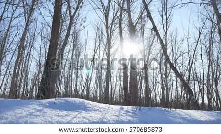 Winter forest trees in the snow glare of the sun, sunlight landscape nature