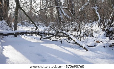 forest nature frozen stream in the snow tops of trees landscape