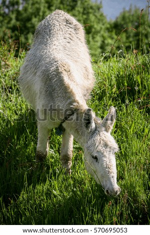 Close up of a white donkey grazing on a sunny afternoon in Ireland.