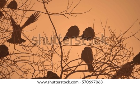 nature sunset crows flock of birds sitting on the tree winter cold