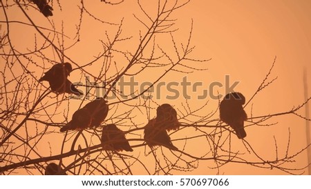 sunset nature crows flock of birds sitting on the tree cold winter