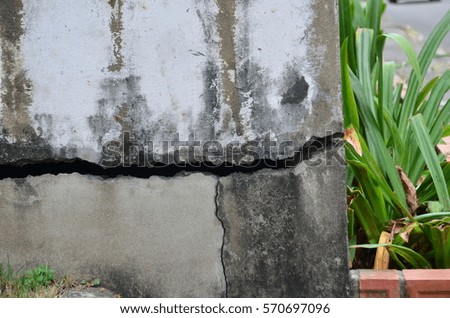 broken concrete wall and green leaf
Green leaf plant over grunge wall background