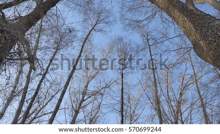 dry forest treetops trunks against a blue sky nature the landscape