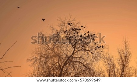 sunset crows flock of birds sitting on the tree nature winter cold