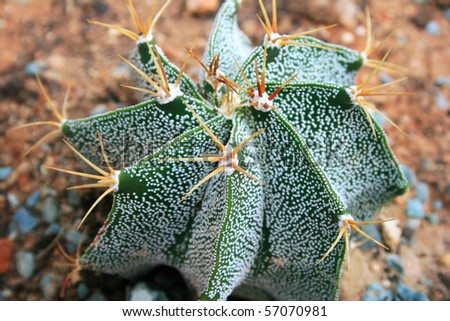 Cactus close up picture.