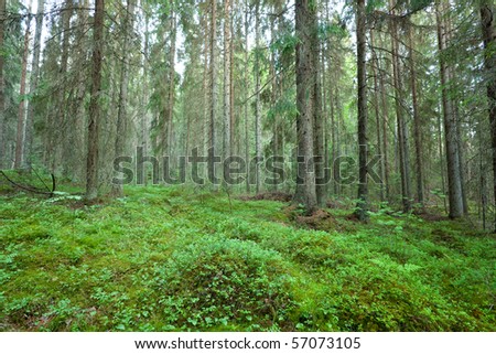 Morning forest Royalty-Free Stock Photo #57073105
