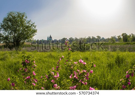 blooming wild rose in a clearing with a view of the church, a summer morning