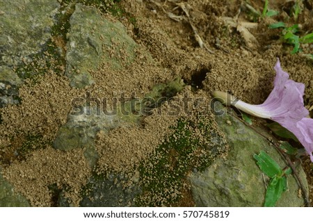 Ant road/ ant nest