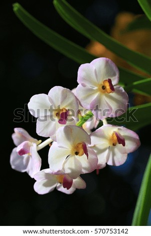 white orchids and  violet orchids flowers in tropical garden and in nature.