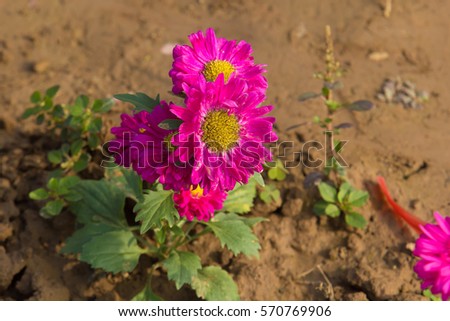 Close up Beautiful flowers of chrysanthemums, natural background