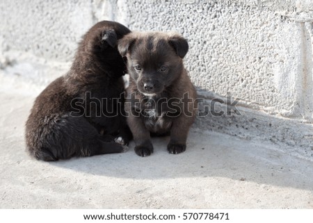 Very cute black puppies. Beautiful puppies. 