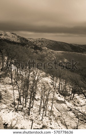 Snowy oak forest and mountainous winter landscape in black and white.