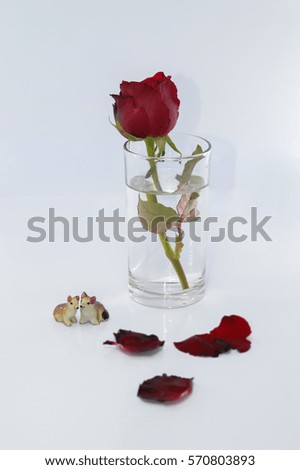Red roses in a glass of water on a white background, For Valentine's Day.