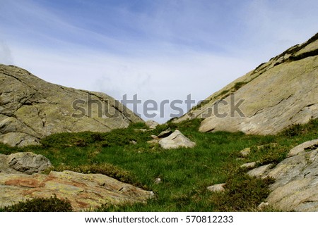 A small grass on the top of the Alp mountains, Alps, Italy