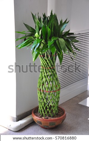 Lucky bamboo dwarf Royalty-Free Stock Photo #570816880